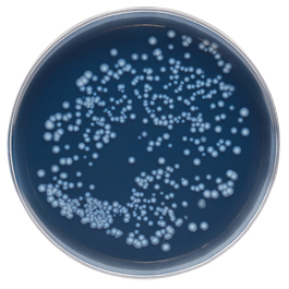 Solutions for Legionella