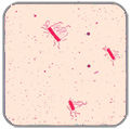 bacillus-c_0