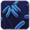 enterobacteriaceae