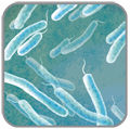 vibrio_1