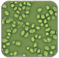 yeasts-1